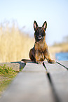Malinois
