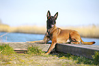 Malinois