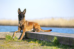 Malinois