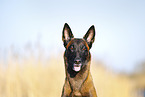 Malinois