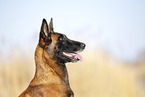 Malinois