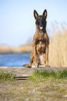 Malinois