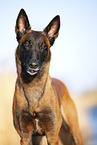 Malinois