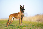 Malinois