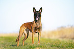 Malinois