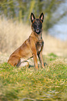 Malinois
