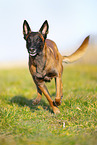 Malinois