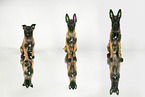 Malinois