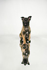 Malinois
