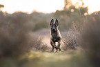 Malinois