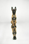Malinois