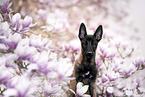 Malinois