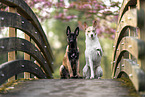 Malinois