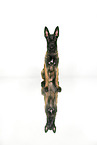 Malinois