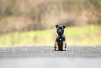 Malinois