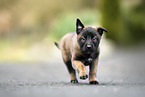 Malinois