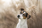 Parson-Russell-Terrier-Mischling