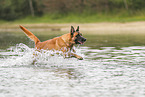 Malinois