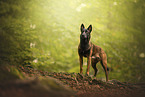 Malinois