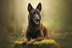 Malinois