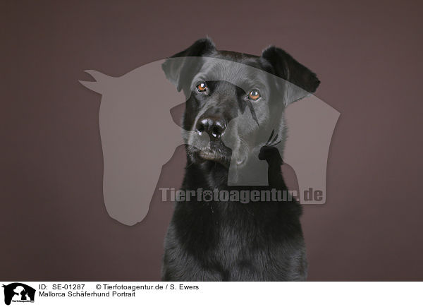 Mallorca Schferhund Portrait / Ca de Bestiar portrait / SE-01287