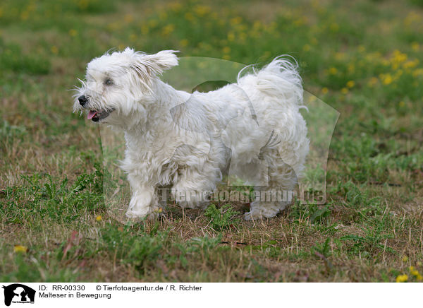 Malteser in Bewegung / RR-00330