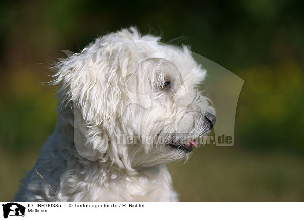 Malteser / Maltese Portrait / RR-00385