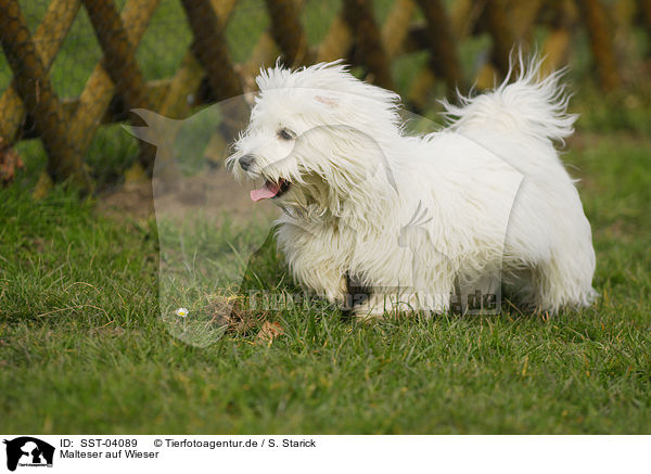 Malteser auf Wieser / Maltese on meadow / SST-04089