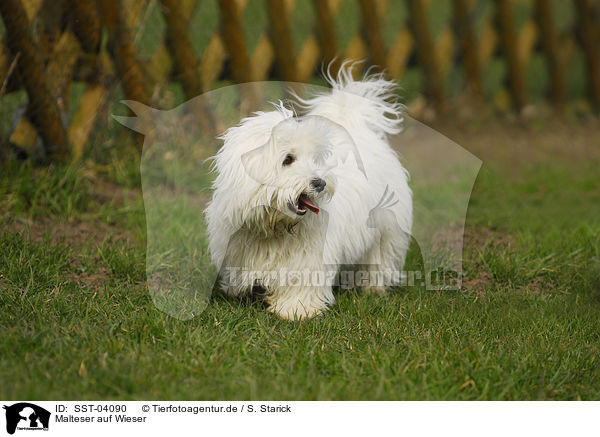 Malteser auf Wieser / Maltese on meadow / SST-04090
