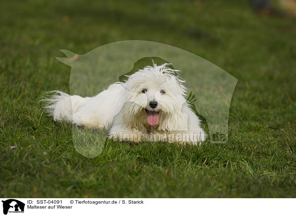 Malteser auf Wieser / Maltese on meadow / SST-04091