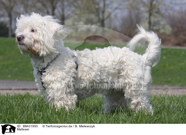 Malteser / Maltese / BM-01950