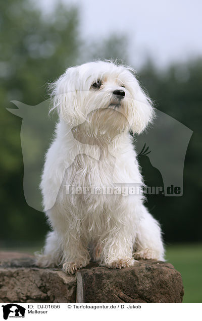 Malteser / Maltese / DJ-01656