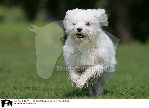 rennender Malteser / running Maltese / DJ-01671