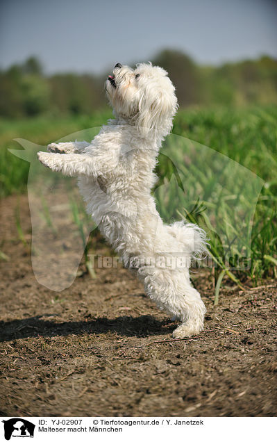 Malteser macht Mnnchen / Maltese shows trick / YJ-02907