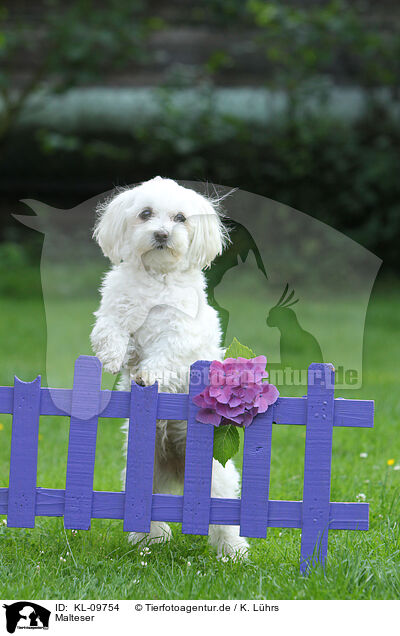 Malteser / Maltese / KL-09754