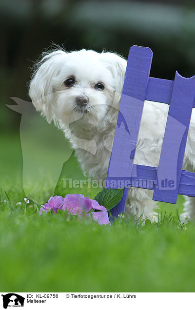 Malteser / Maltese / KL-09756