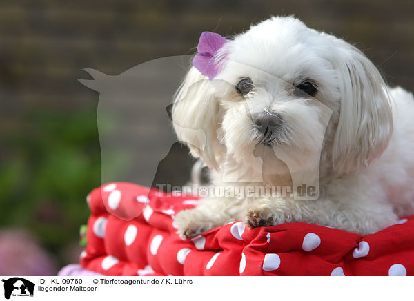 liegender Malteser / lying Maltese / KL-09760