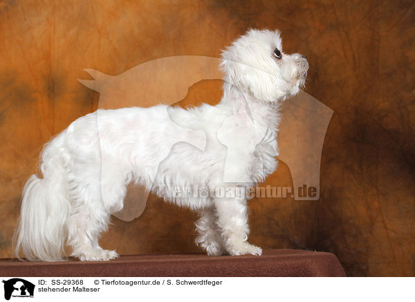 stehender Malteser / standing Maltese / SS-29368