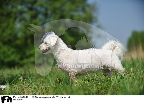 Malteser / Maltese / YJ-07046