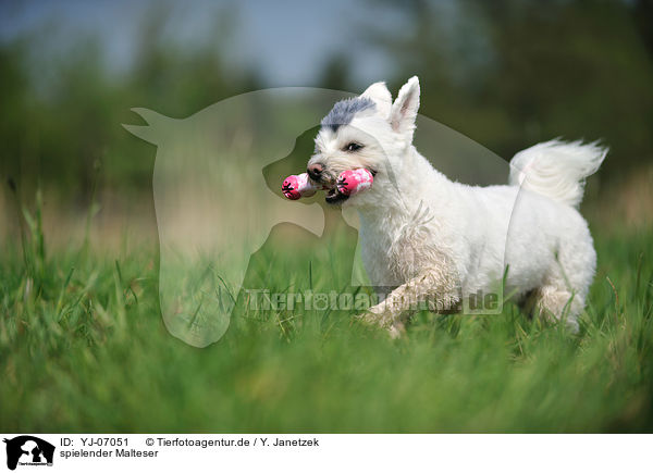 spielender Malteser / playing Maltese / YJ-07051