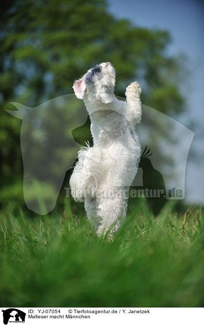 Malteser macht Mnnchen / Maltese shows trick / YJ-07054