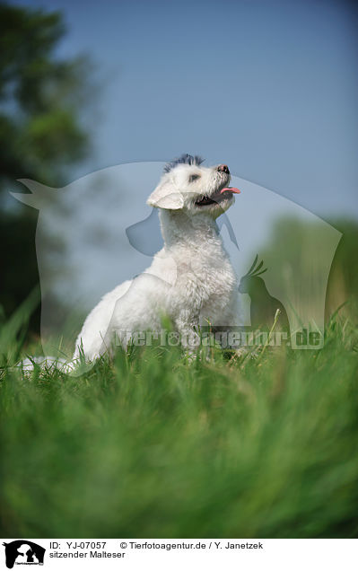 sitzender Malteser / sitting Maltese / YJ-07057