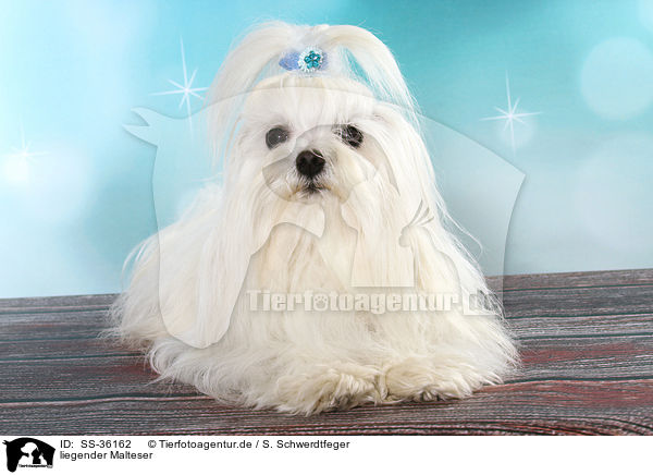 liegender Malteser / lying Maltese / SS-36162