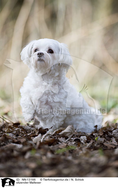 sitzender Malteser / sitting Maltese / NN-13166