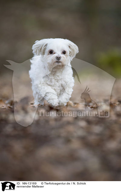 rennender Malteser / running Maltese / NN-13169