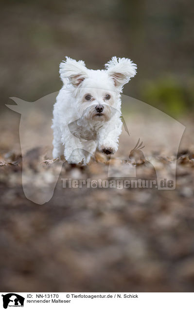 rennender Malteser / running Maltese / NN-13170