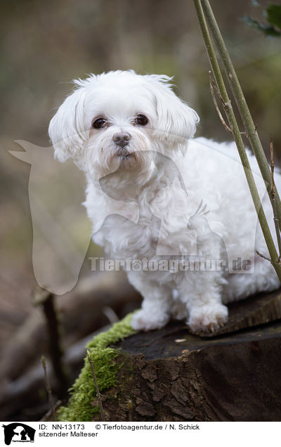 sitzender Malteser / sitting Maltese / NN-13173