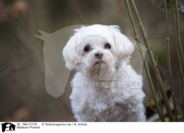 Malteser Portrait / Maltese Portrait / NN-13176