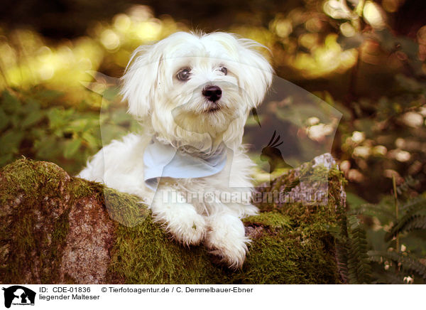 liegender Malteser / lying Maltese / CDE-01836