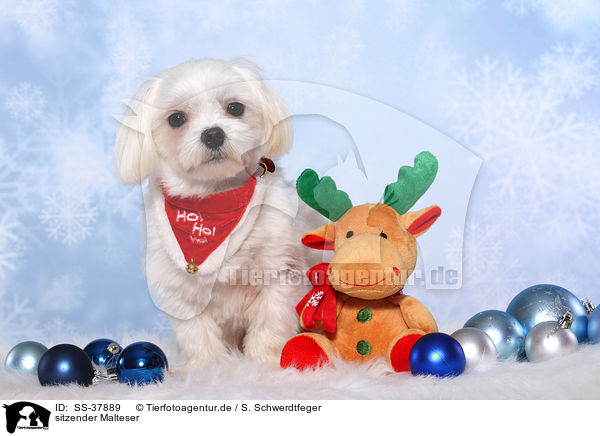 sitzender Malteser / sitting Maltese / SS-37889